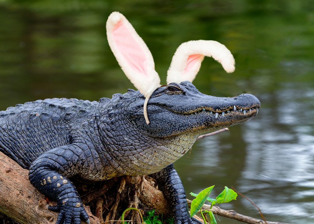 Happy Easter from the Cajun Coast